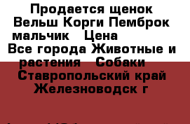 Продается щенок Вельш Корги Пемброк мальчик › Цена ­ 65 000 - Все города Животные и растения » Собаки   . Ставропольский край,Железноводск г.